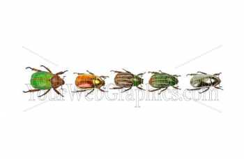 photo - beetles-2-jpg